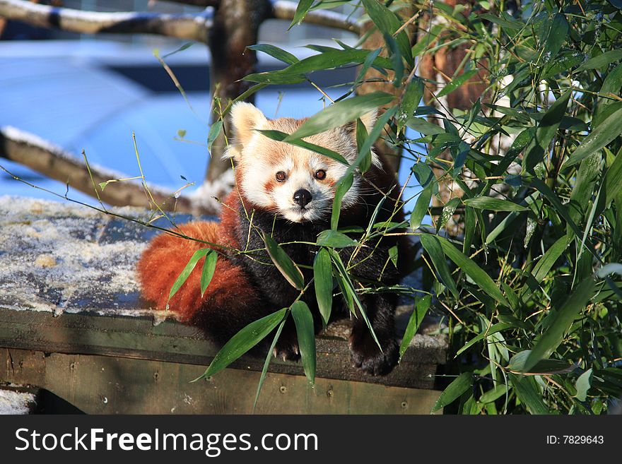 Little red panda behing bamboo tree