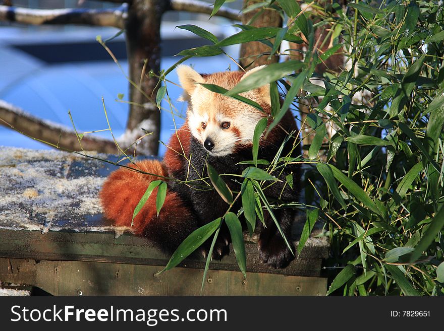 Little red panda behing bamboo tree