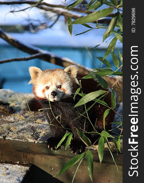 Little red panda behing bamboo tree