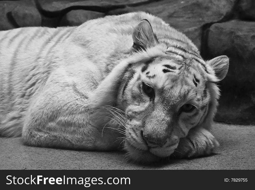 Laying white tiger