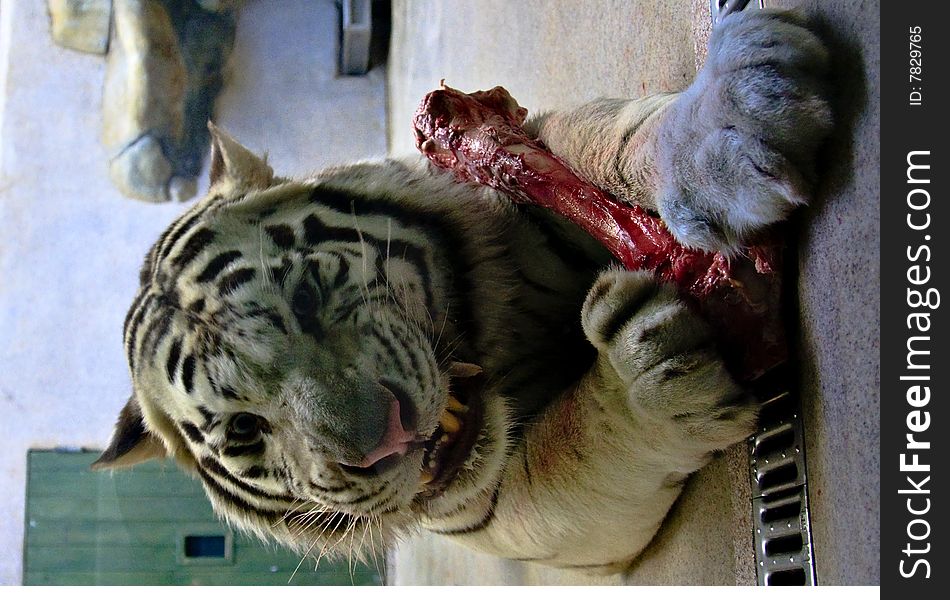 White tiger close view portrait white eating big juicy bone. White tiger close view portrait white eating big juicy bone