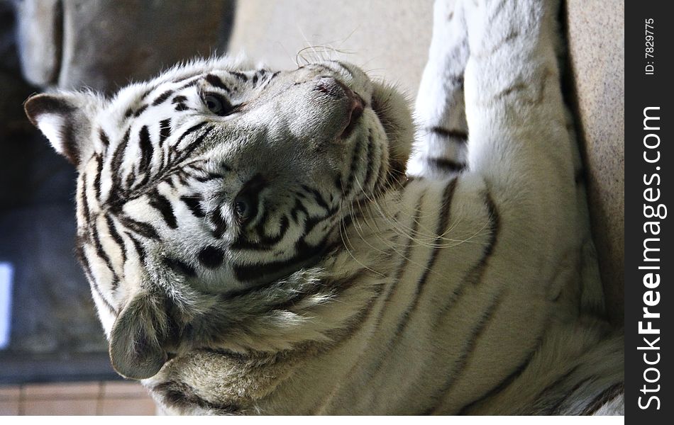 Laying white tiger close view portrait