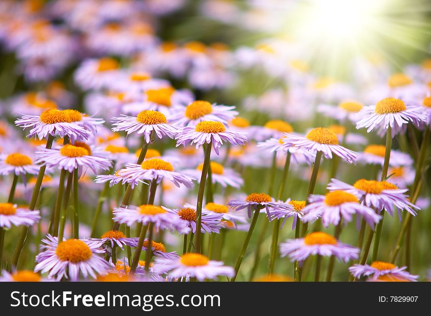 Field of wild violet flowers with bright sun