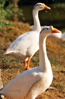 Two Ducks Royalty Free Stock Photography Two Ducks Royalty Free Stock Photography