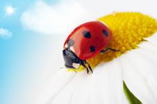 Ladybug On Camomile Flower Royalty Free Stock Photography