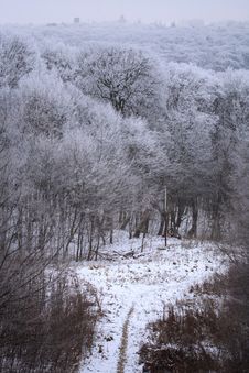 Winter Forest Stock Photos Winter Forest Stock Photos