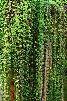 Green Ivy Stock Photo Green Ivy Stock Photo