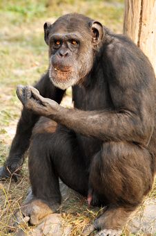 Chimpanzee Stock Image