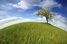 Beautiful Spring Landscape With Lonely Tree Royalty Free Stock Photography