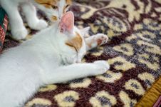 Sleeping Kitty Stock Photos Sleeping Kitty Stock Photos
