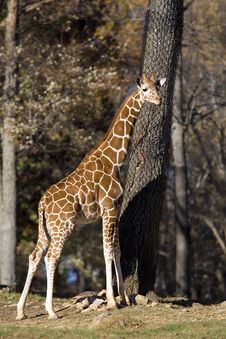 Giraffe Baby Stock Photos