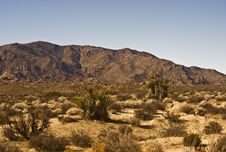 Mojave Desert Scene Stock Photo
