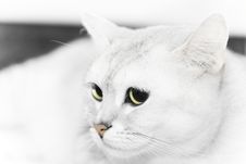 Serious White Cat Royalty Free Stock Photo