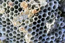 Hornet Nest Royalty Free Stock Photo