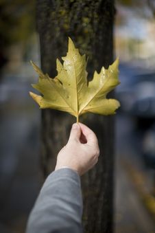 Man Holding Leaf Stock Photography Man Holding Leaf Stock Photography