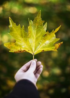 Man Holding Leaf Royalty Free Stock Photo Man Holding Leaf Royalty Free Stock Photo