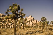 Joshua Trees Royalty Free Stock Images