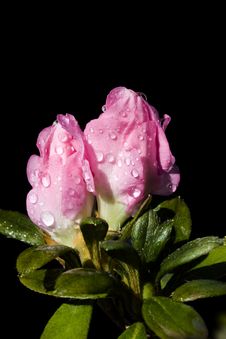 Pink Azalea Buds Stock Image Pink Azalea Buds Stock Image