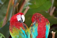 Macaw Parrots Stock Photography Macaw Parrots Stock Photography