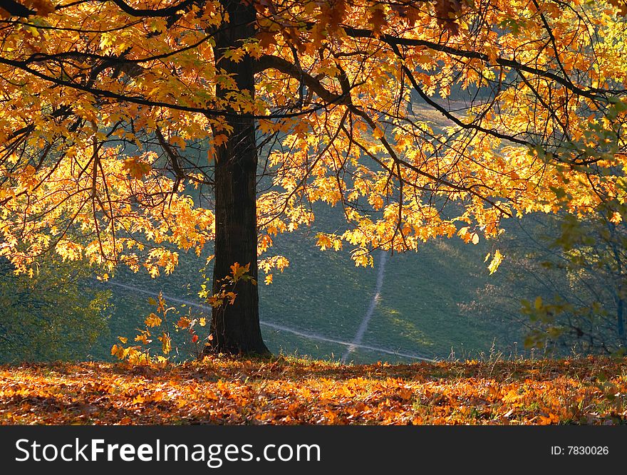 Autumn in the park on sunny day