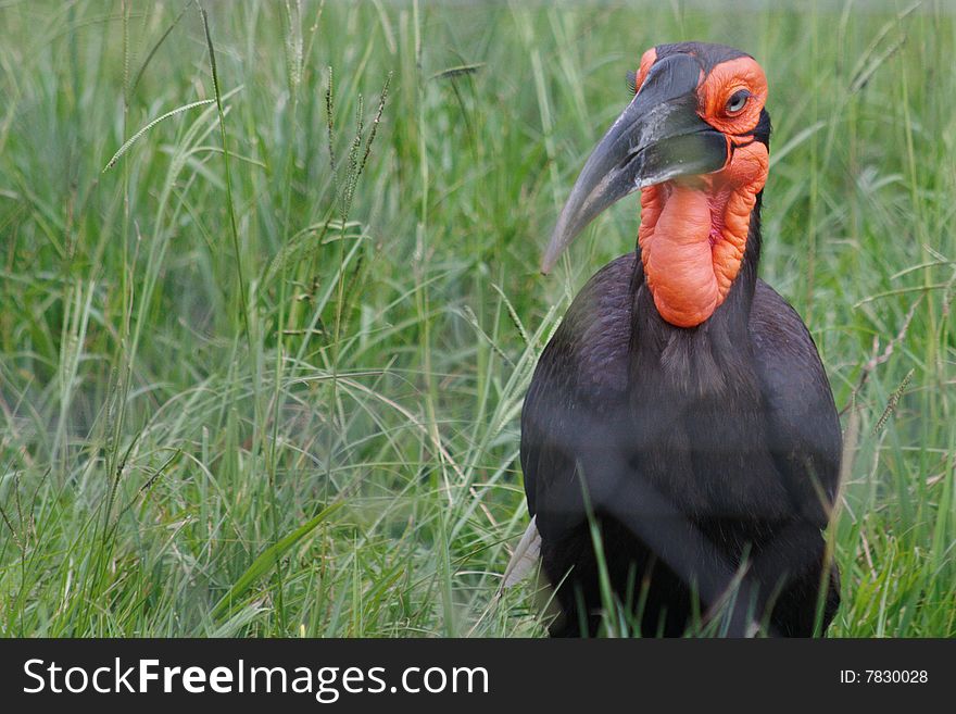 Male ground hornbill bucorvus leadbeateri foraging in grass