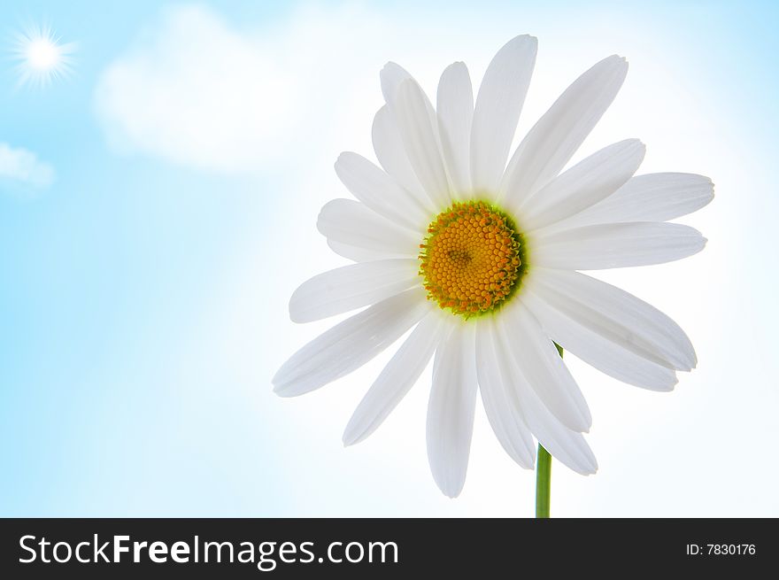 Camomile flower on sky with sun and clouds background. Camomile flower on sky with sun and clouds background