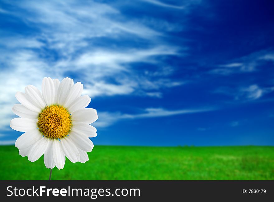 Camomile on field under blue sky with clouds. Camomile on field under blue sky with clouds