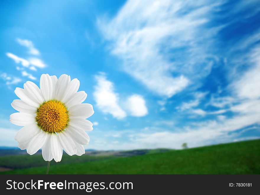 Camomile on  field under blue sky with clouds. Camomile on  field under blue sky with clouds