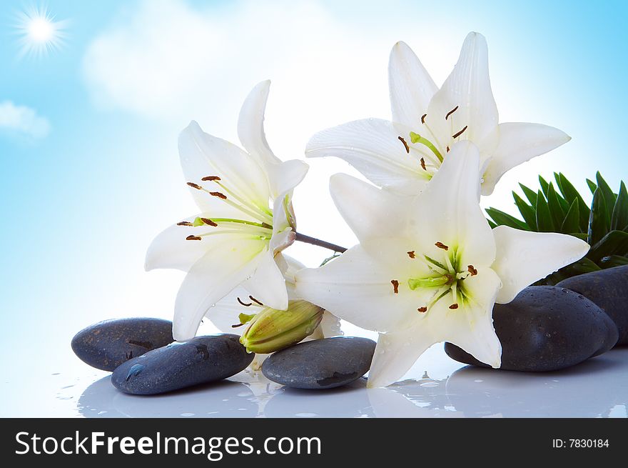 Madonna lily onsky with sun and clouds background