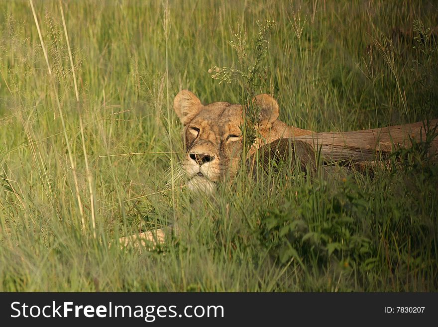 Female lioness laying in the grass against a fallen tree stump