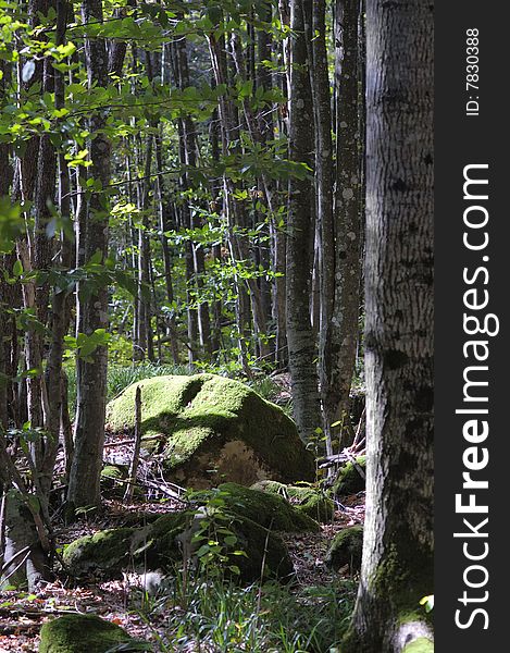 Green moss on the big rock in the summer forest. Green moss on the big rock in the summer forest.