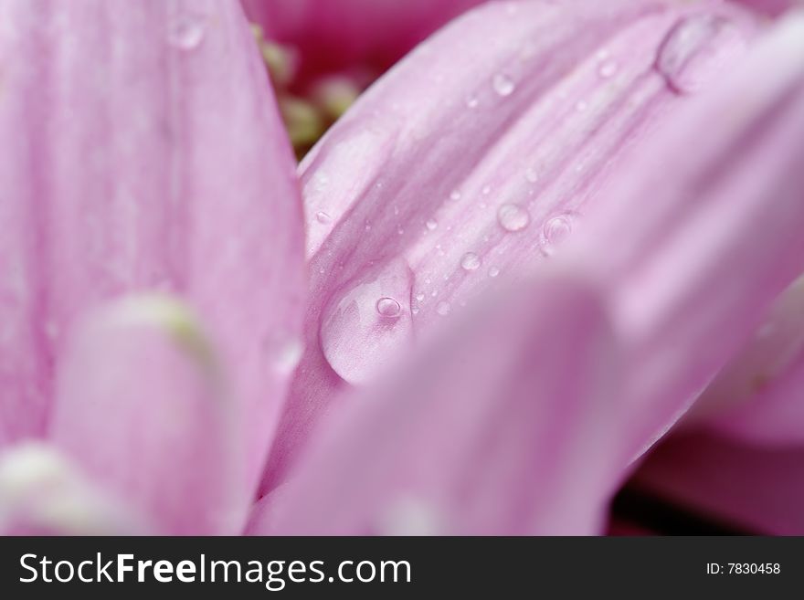 Pink chrysanthemum on the dark background. Close-up. Narrow depth of field. Pink chrysanthemum on the dark background. Close-up. Narrow depth of field.