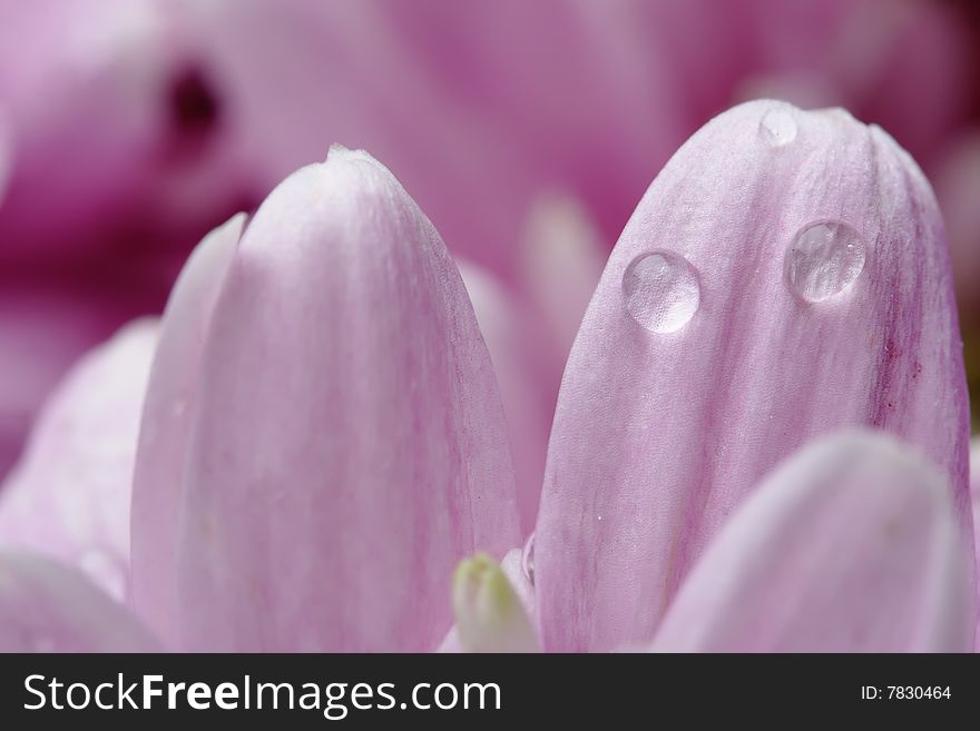 Pink chrysanthemum.