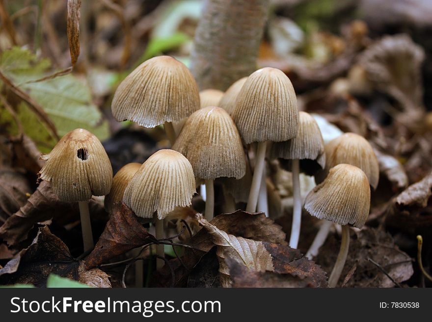 A few mushrooms ander the tree