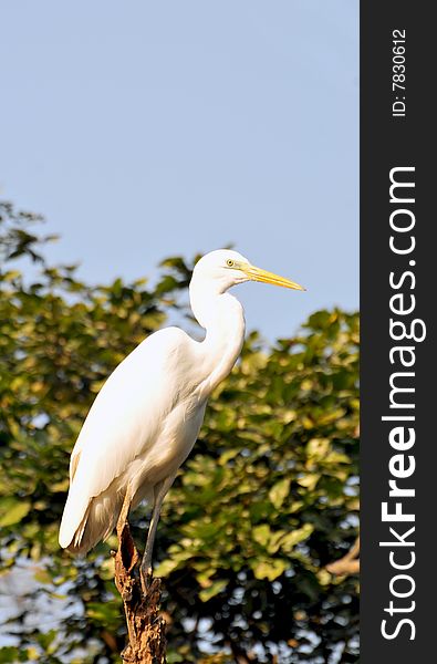 White crowned heron standing on the tree.