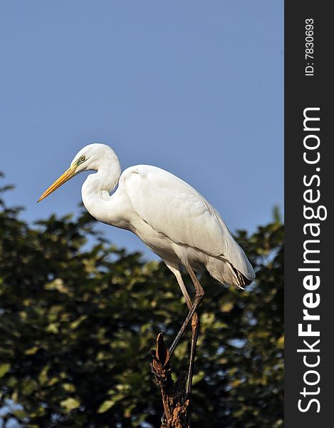 White crowned heron standing on the tree.