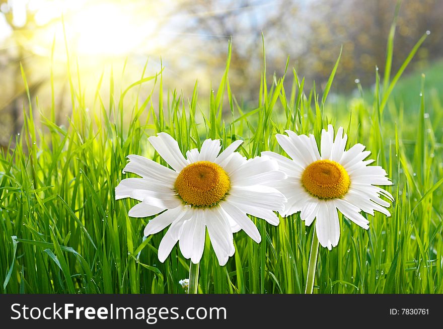 Two Daisies On Green Grass