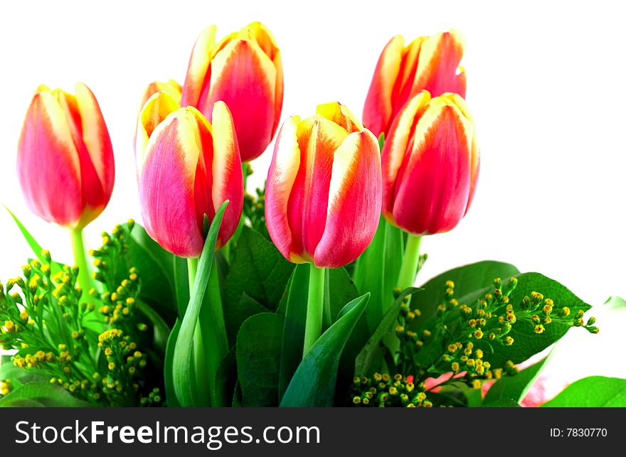 Bouquet red-yellow tulips on the white background