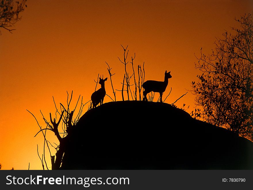 Two small antelopes on a rock while the sunsets in the background. Two small antelopes on a rock while the sunsets in the background