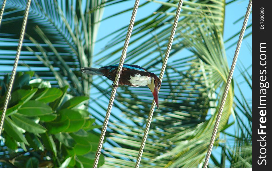 A Kingfisher is one of the Goa`s symbols.