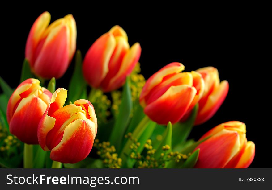 Red-yellow tulips on the black background