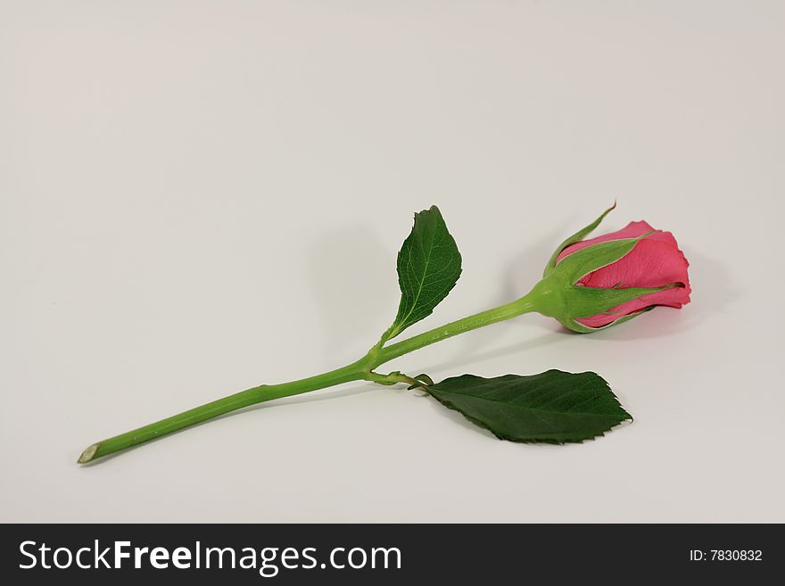 Single red and green valentines rose