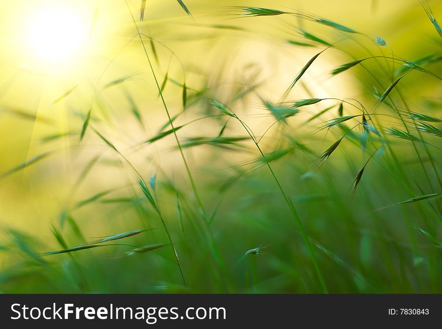 Green grass on sunset background