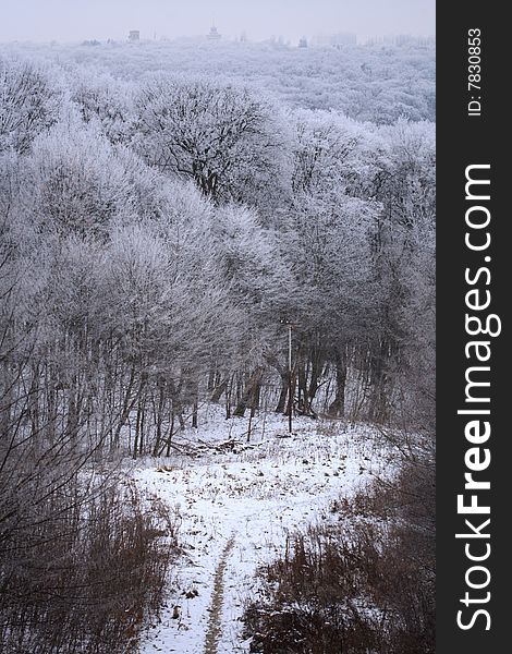 Winter forest in the snow