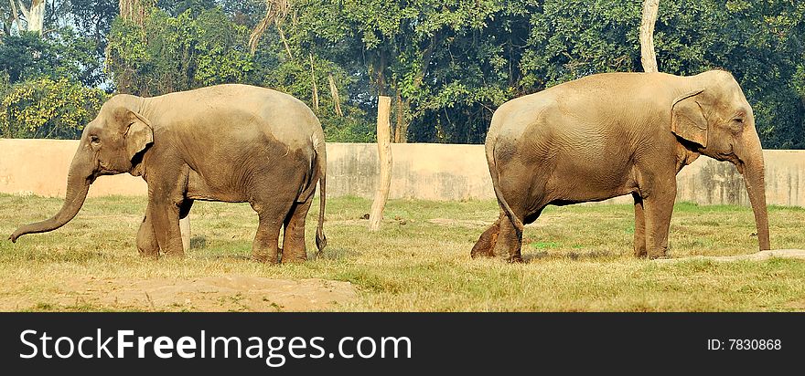 Asian elephants standing opposite to each other. Asian elephants standing opposite to each other.