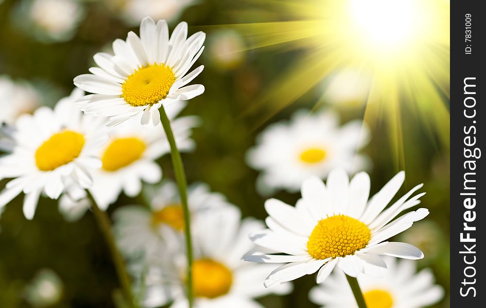 Camomile field and bright sun