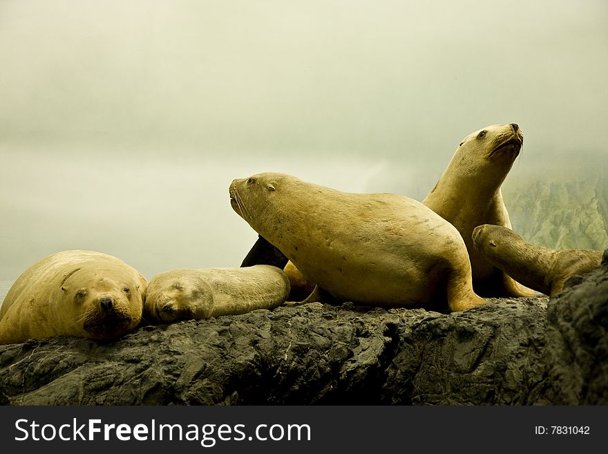White Seals on rocks by a cloudy sea