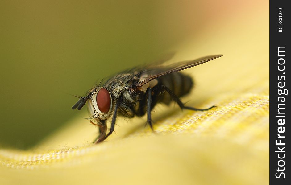 Close-up of big eyed fly