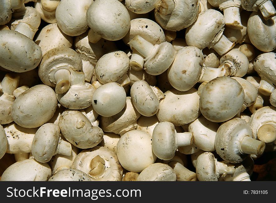 A bunch of white Mushroom. A bunch of white Mushroom