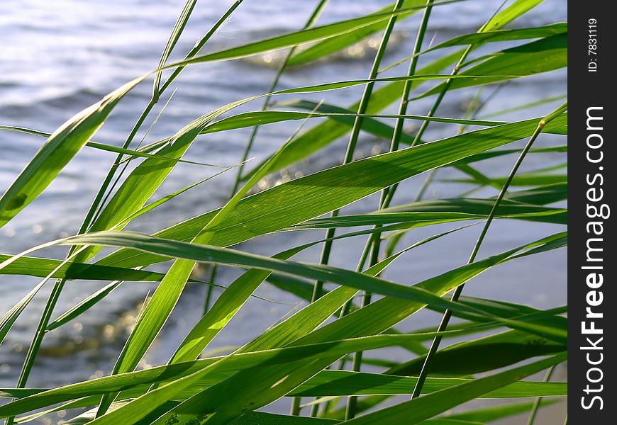 The cane on the lakeside.